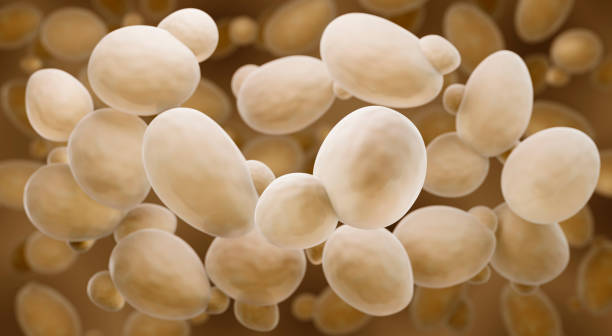 Saccharomyces cerevisiae also known as Baker's or Brewer's yeast